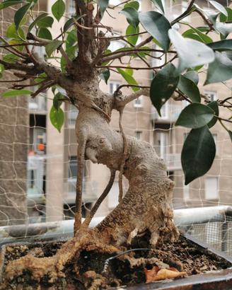 Bonsai Ficus Retusa