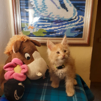 2 gattine Maine coon