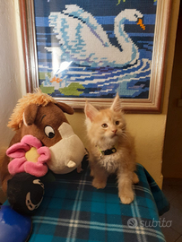 2 gattine Maine coon