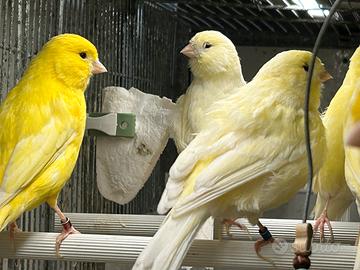 Canarini gialli, pezzati e Arlecchino