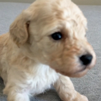 Barboncino toy cuccioli disponibili