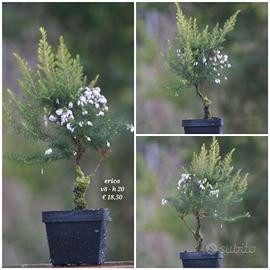 Prebonsai Erica
