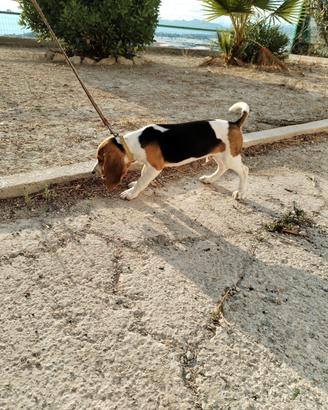 Cucciolo Beagle originale