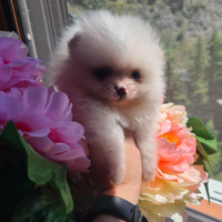 Pomeriania spitz tedesco nano