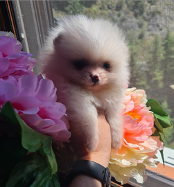 Pomeriania spitz tedesco nano