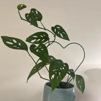 Pianta monstera adansonii