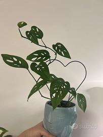 Pianta monstera adansonii