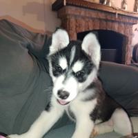 Husky siberian