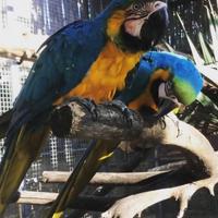 Are, parrocchetti e amazzone