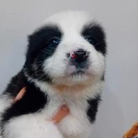 Cucciola border collie