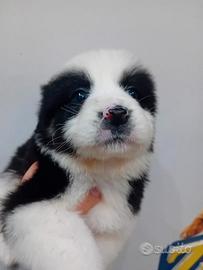 Cucciola border collie