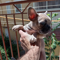 Cuccioli bulldog francese