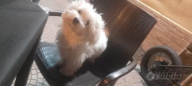 Maltese per accoppiamento