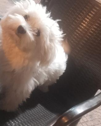 Maltese per accoppiamento