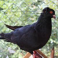 Colombo sottobanca nero