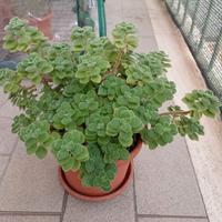 pianta di origano cubano