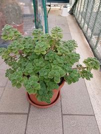 pianta di origano cubano