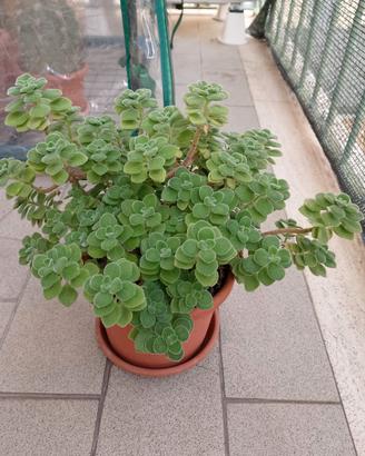 pianta di origano cubano