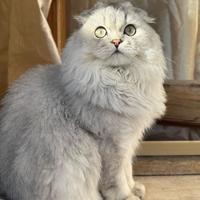 Scottish fold monta