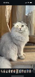 Scottish fold monta