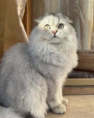 Scottish fold monta