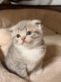 Scottish fold e straight