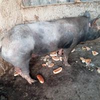 Scrofa petrain originale