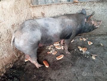 Scrofa petrain originale