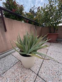 Aloe accestita – da rinvasare/dividere