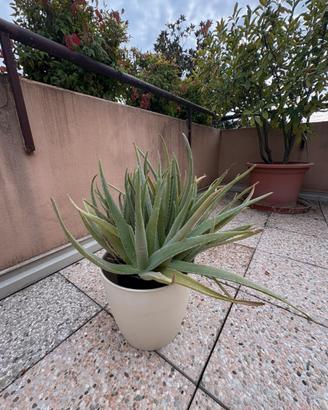 Aloe accestita – da rinvasare/dividere