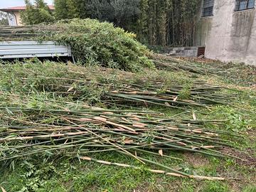 Canne di bamboo