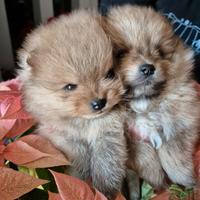 Cuccioli Spitz Pomerania