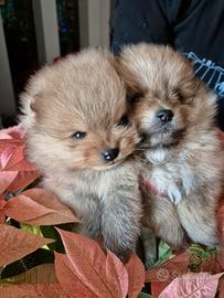 Cuccioli Spitz Pomerania