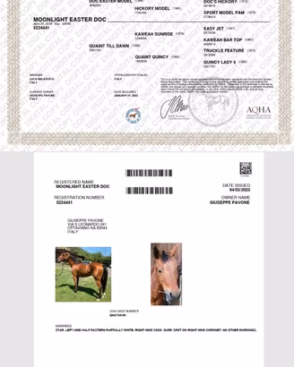 Quarter Horse fattrice
