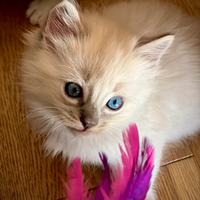 Cuccioli Ragdoll di pura razza