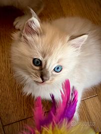 Cuccioli Ragdoll di pura razza