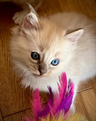 Cuccioli Ragdoll di pura razza