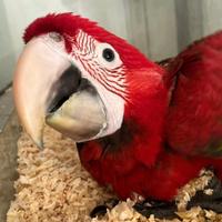 Pullo di ara chloroptera