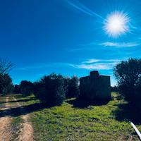 Rustico e uliveto secolare