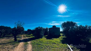 Rustico e uliveto secolare