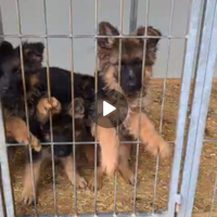 Cuccioli di Pastore Tedesco pelo lungo