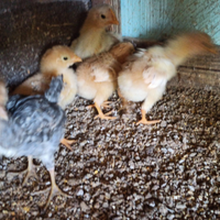 Pulcini Robusta Lionata