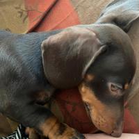 Bassotto tedesco cucciolotti kaninchen e nani