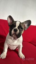 Bulldog francese