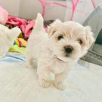 Cuccioli di maltese maschi e femmine