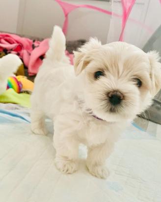 Cuccioli di maltese maschi e femmine