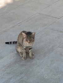 Gattini