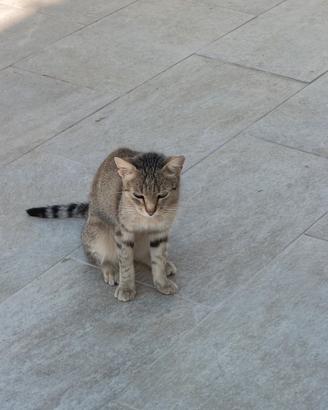 Gattini