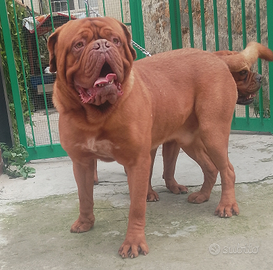 Dogue de bordeaux per monta