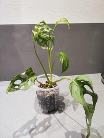 monstera adansonii 